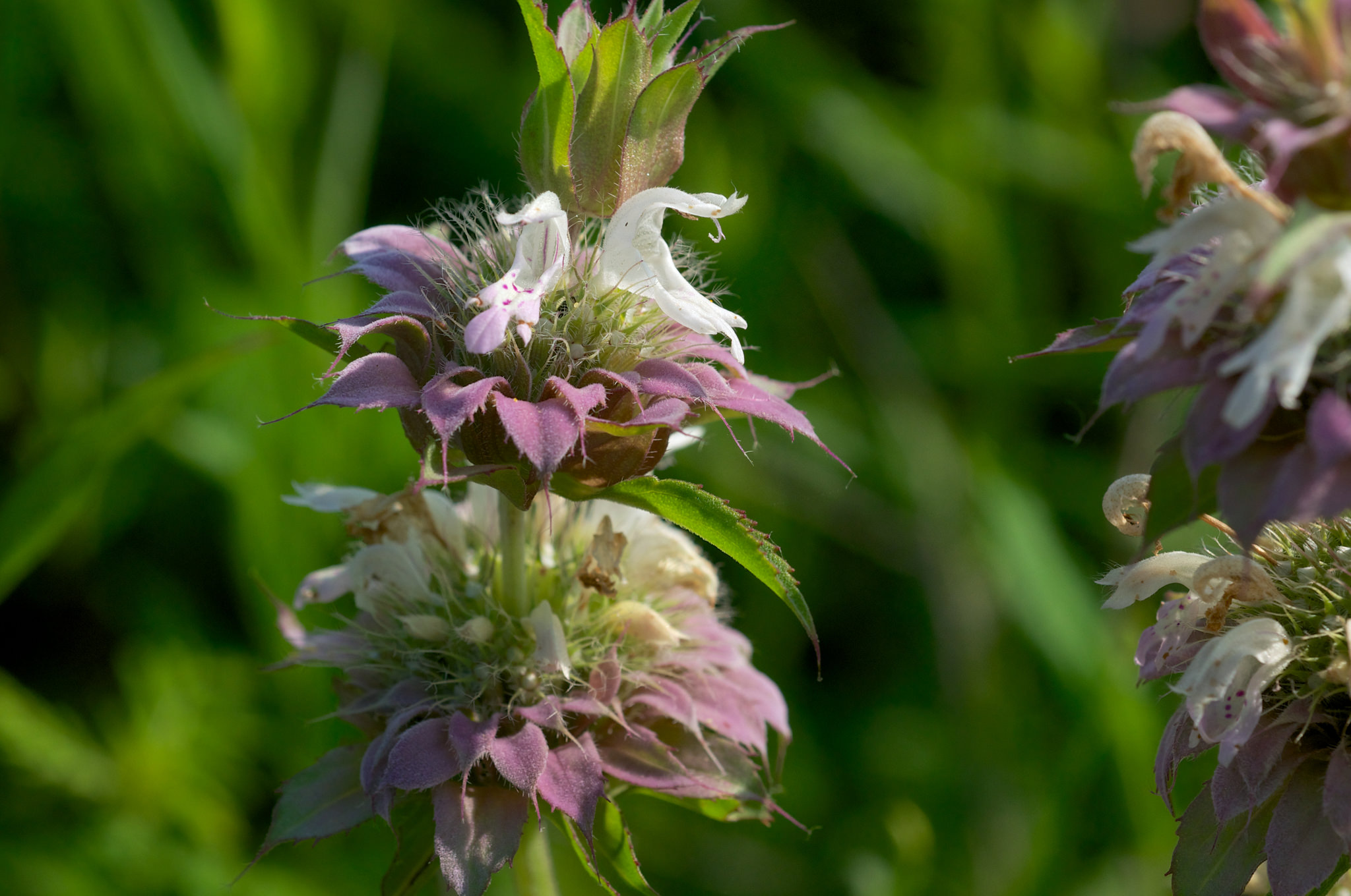 Monarda citriodora